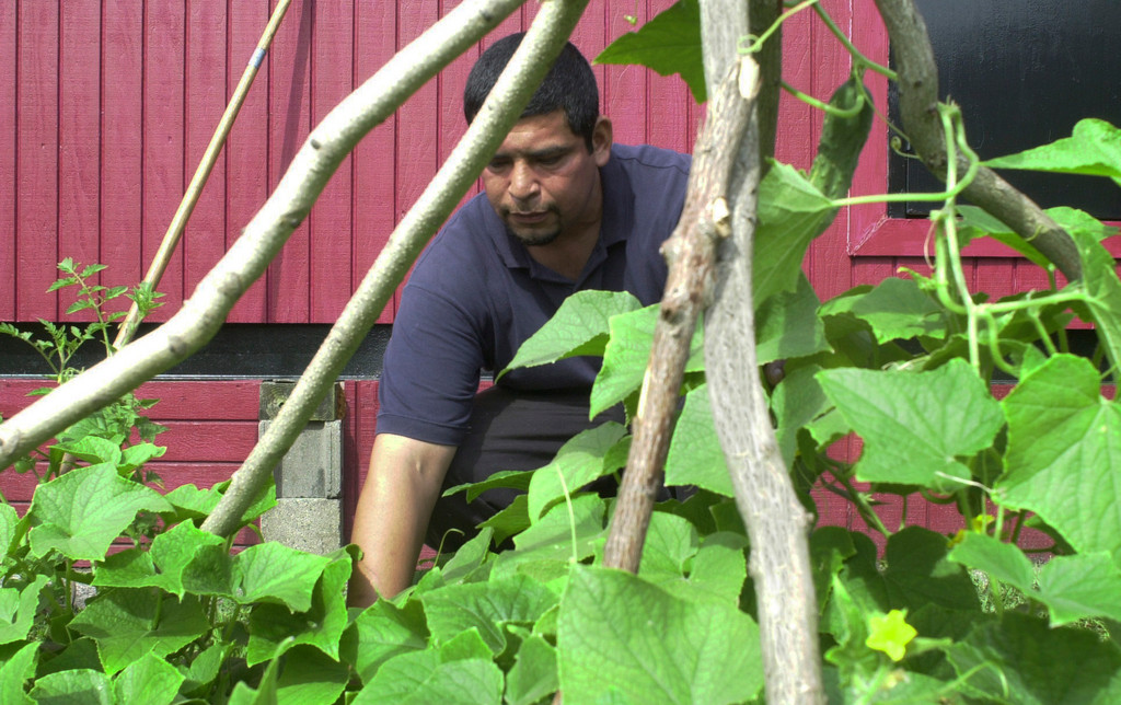 Wilbur Sanchez, an immigrant day laborer from Nicaragua, tended to the cucumber plants at the Freeport Work Hiring Trailer on a recent Thursday.