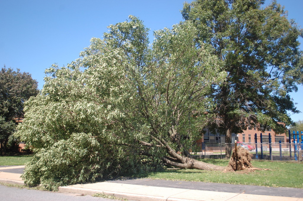 A TRee Fell Down at the James A. Dever School in District 13, but overall there was little damage to Valley Stream’s 14 public school buildings.