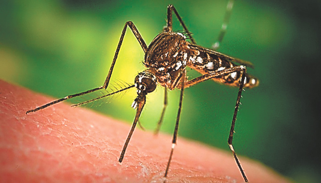 The increase in mosquitoes in the area was caused by Irene, which made many underground mosquito eggs hatch.