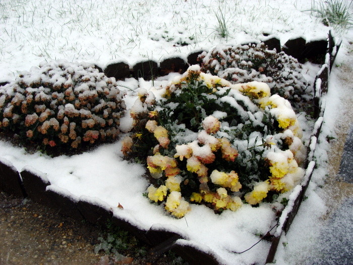 Seasonal flowers were burdened with snow.