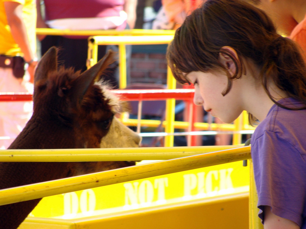 a girl makes friends with a petting zoo animal