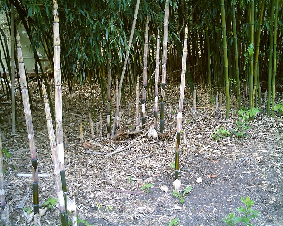 Residents told the City Council that bamboo is an insidious, invasive plant that "has no place in our community."