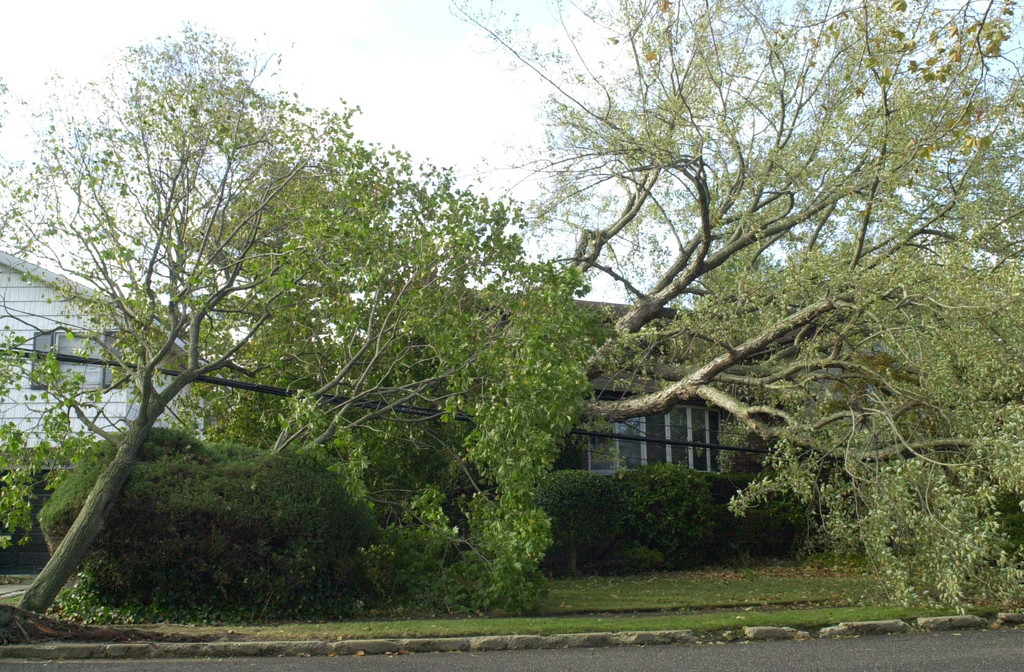 Trees fell into homes throughout Bellmore-Merrick, like this one on George Court in south Merrick.