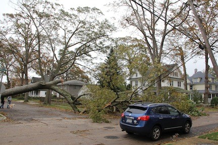 A tree took down wires on Driscoll Street.
