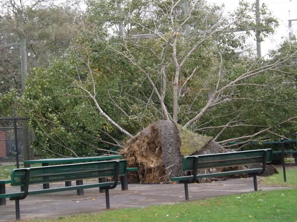 At least Two trees were uprooted on the grounds of Lynbrook High School.