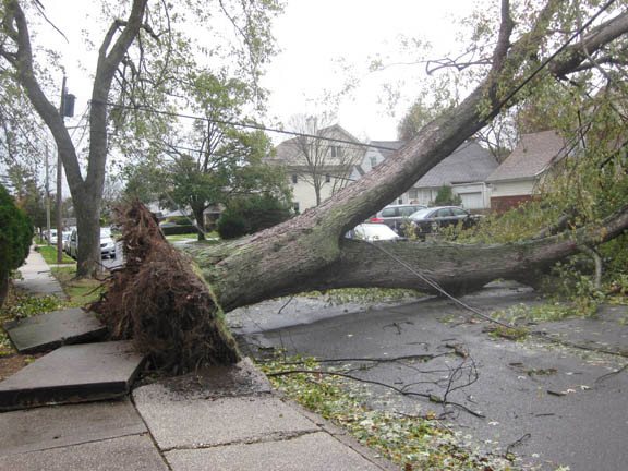 This tree, on Jeffrey Avenue, took the sidewalk with it.