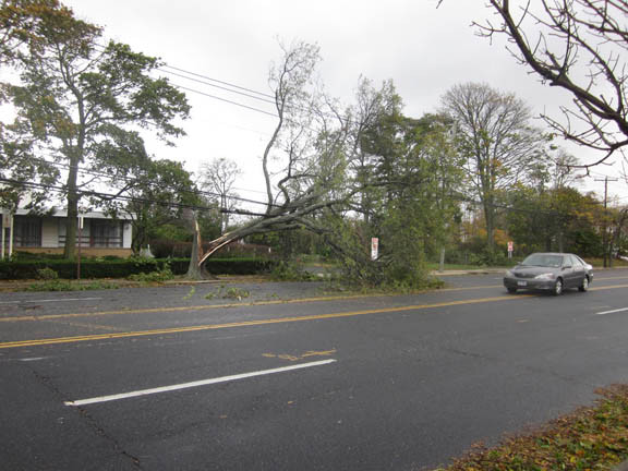 Cars were forced to navigate around this fallen tree in front of Temple Emanu-El on Merrick Avenue.