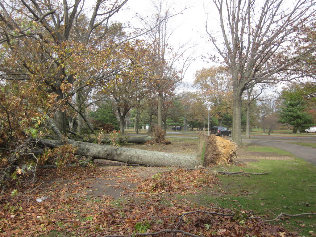 Downed trees in Eisenhower Park