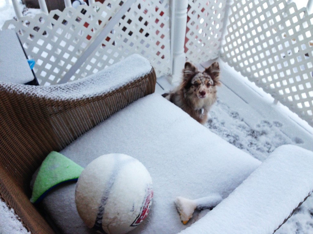 Seven-month-old Shea came out to find its toys covered in snow!