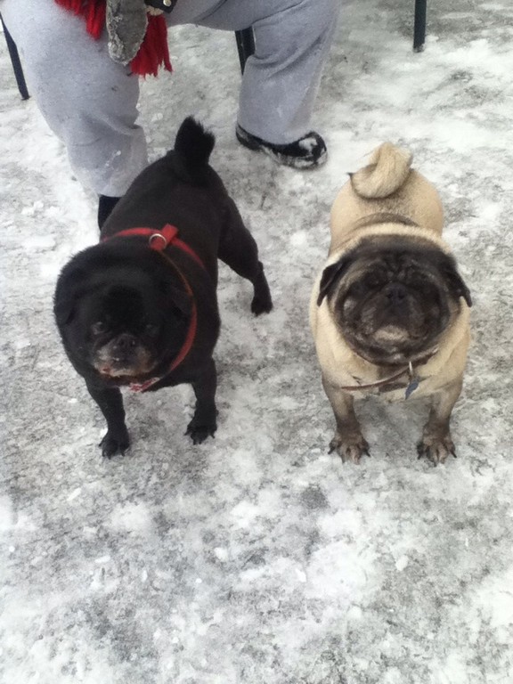 The Gallardo family's pugs, Bob and Brutus, went out in the snow.