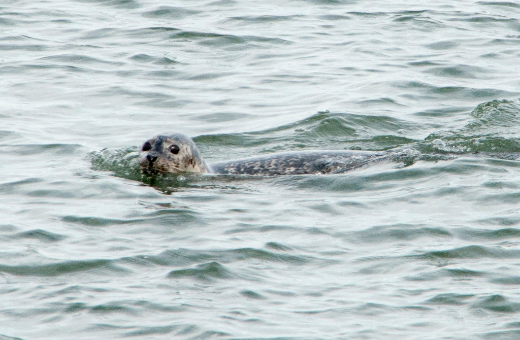 Some 40 harbor seals were spotted during the Herald tour, including this one
