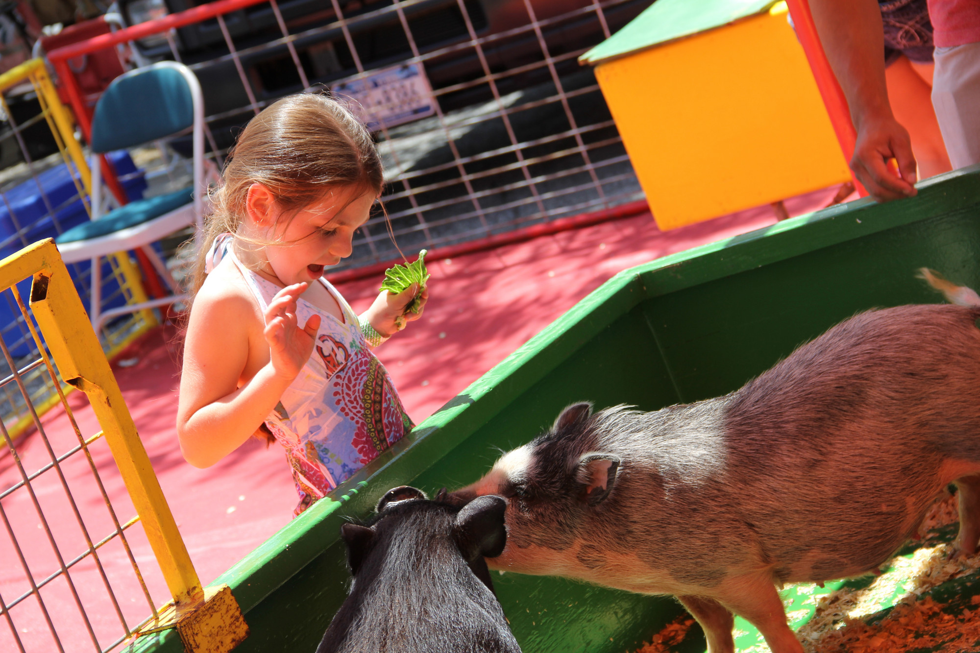 Isabella Rainone fed the pigs lettuce at the petting zoo while trying not to get her fingers nipped.