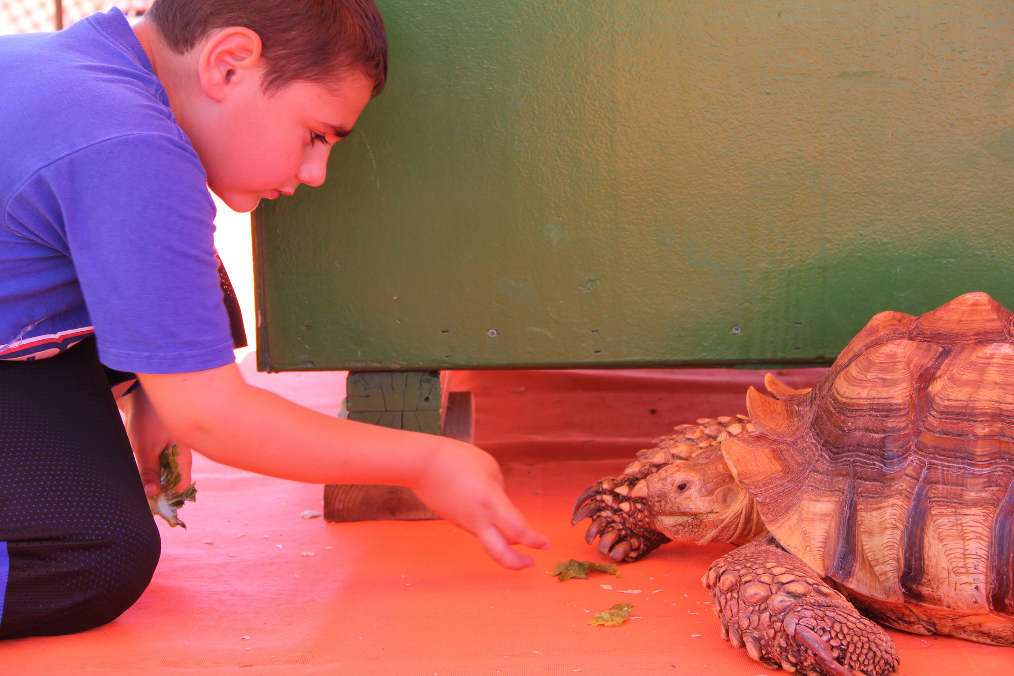 Benjamin Grob tried to feed a tortoise at the petting zoo, but all it wanted to do was relax in the sun.