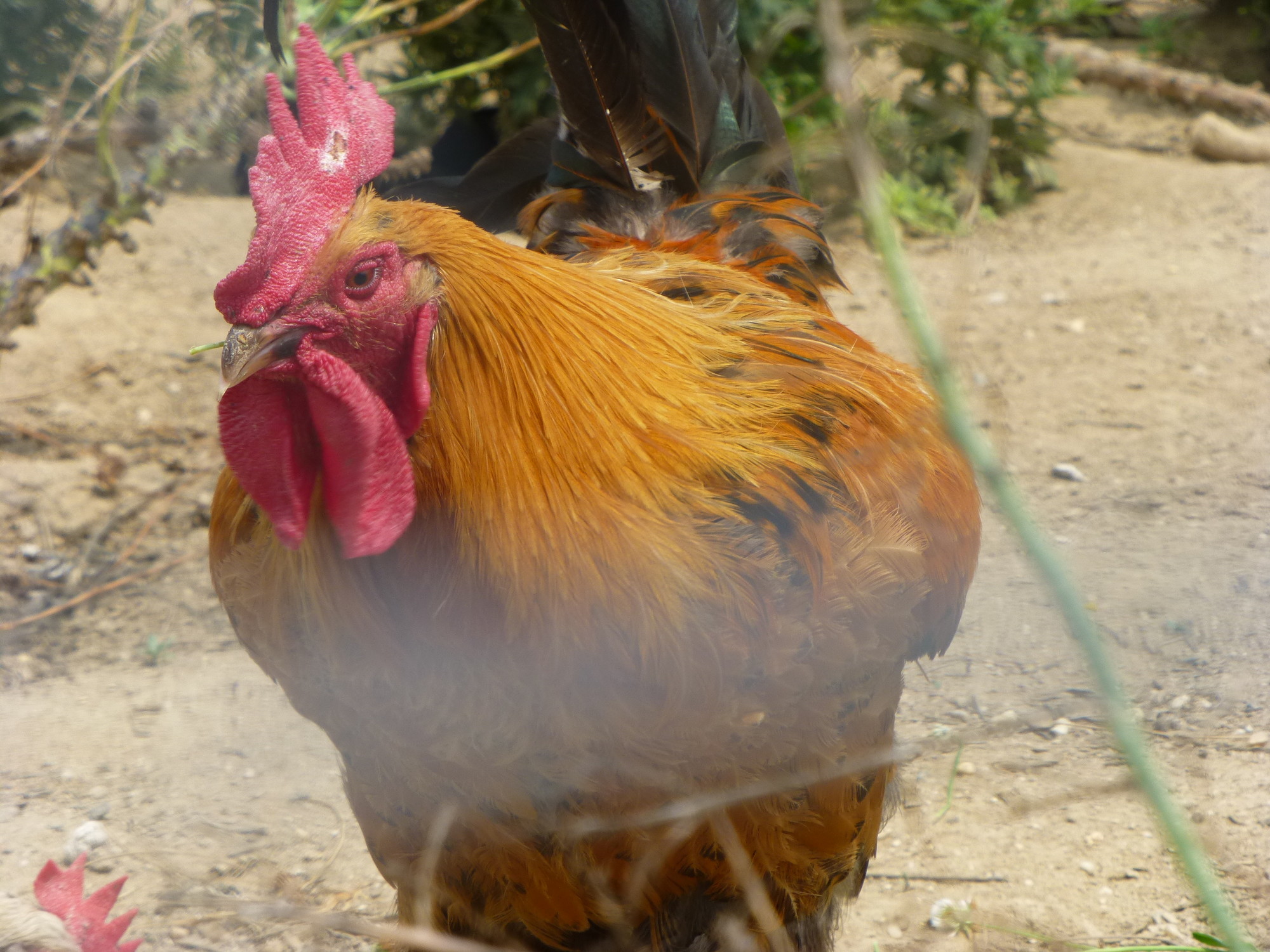 Animals on the farm include chickens and a hen, in a coop that was demolished by Hurricane Sandy and later rebuilt.