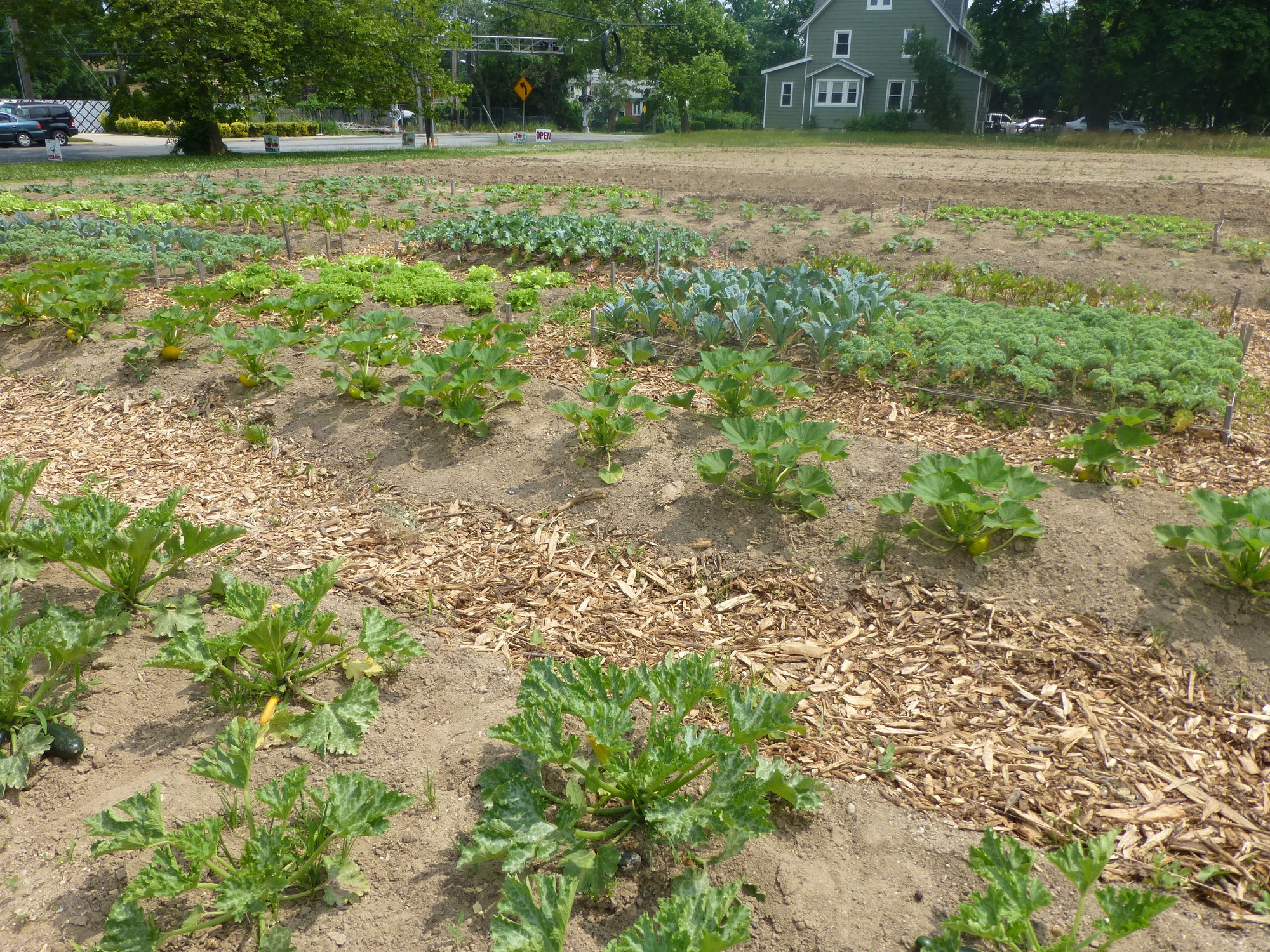 The fields sprouted a variety of summer vegetables, including kale, eggplant, potatoes, squash, cabbage, carrots, broccoli, cucumbers and sweet corn.