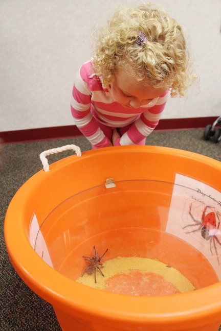 Hailey Frain, 3 years old, cautiously peeking at tarantula crawling around in its covered pail.