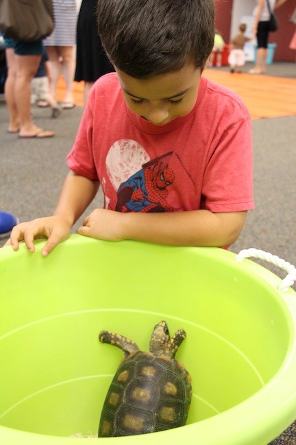 Tristen Tejada and an inquisitive box turtle checked each other out while at the petting zoo at the library.