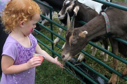 Ava Onorato feeds the goats.