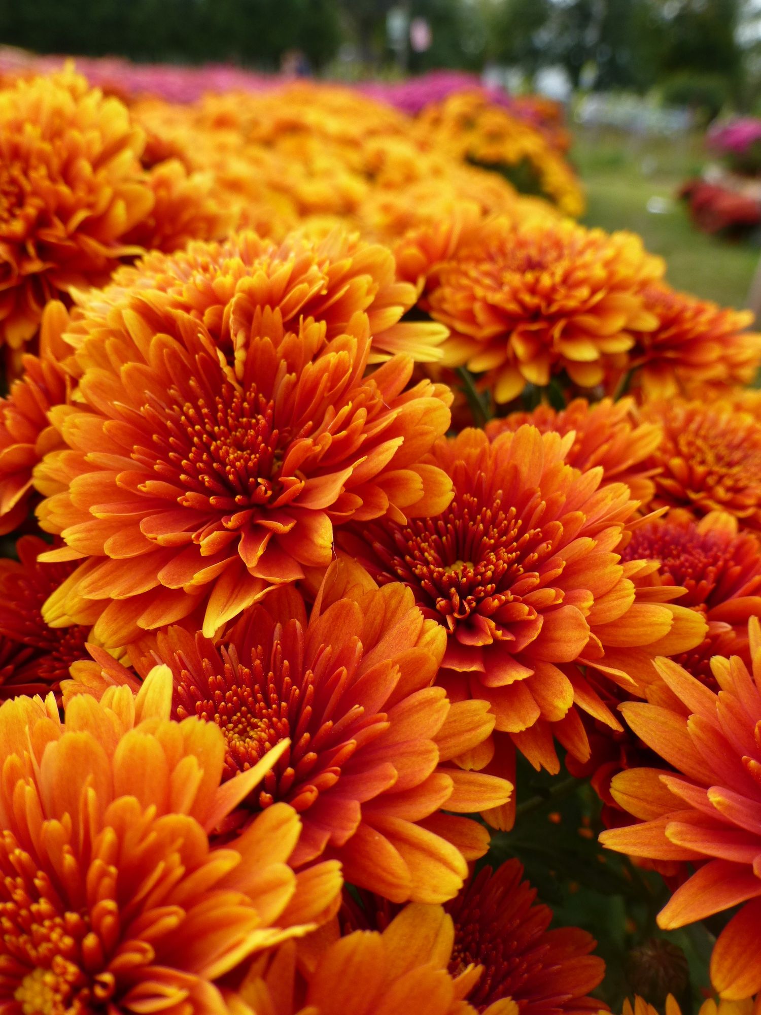 Mums are in full bloom this season at Crossroads.