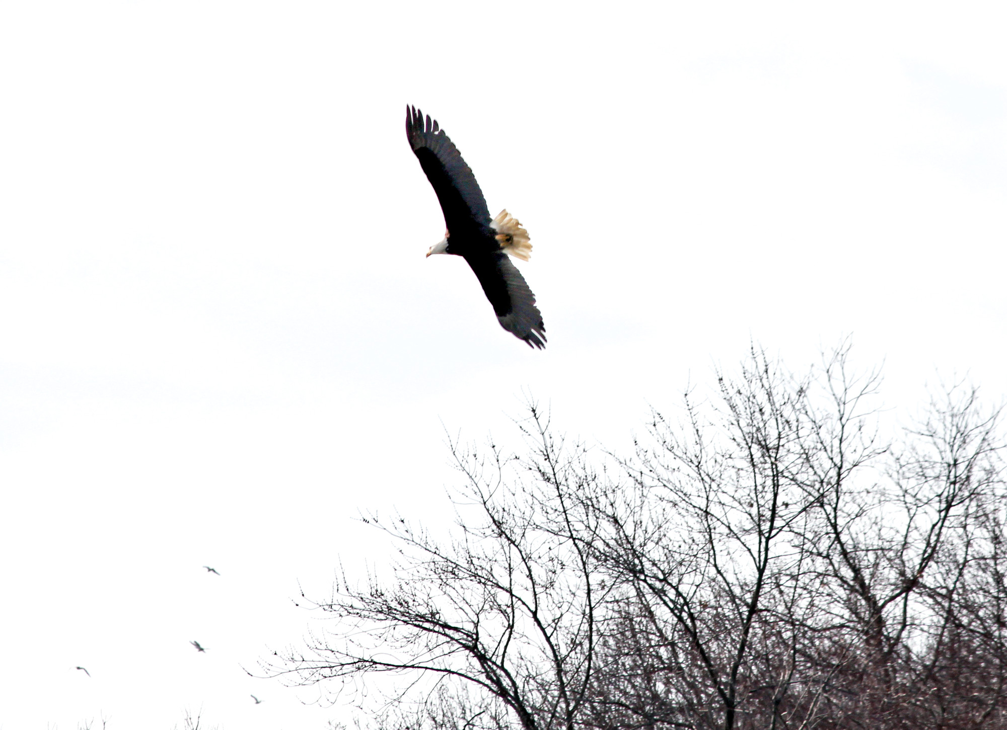 A majestic bald eagle soared above Hempstead Lake Park this week. 
                 Photo Credit: Christina Daly/Herald
