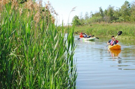 The Western Bays provide many recreational opportunities such as kayaking, but scientists say that fertilizer runoff and partially treated sewage effluent threaten the health of the bays. Above, a wetland canal at Norman J. Levy Park and Preserve in Merrick.