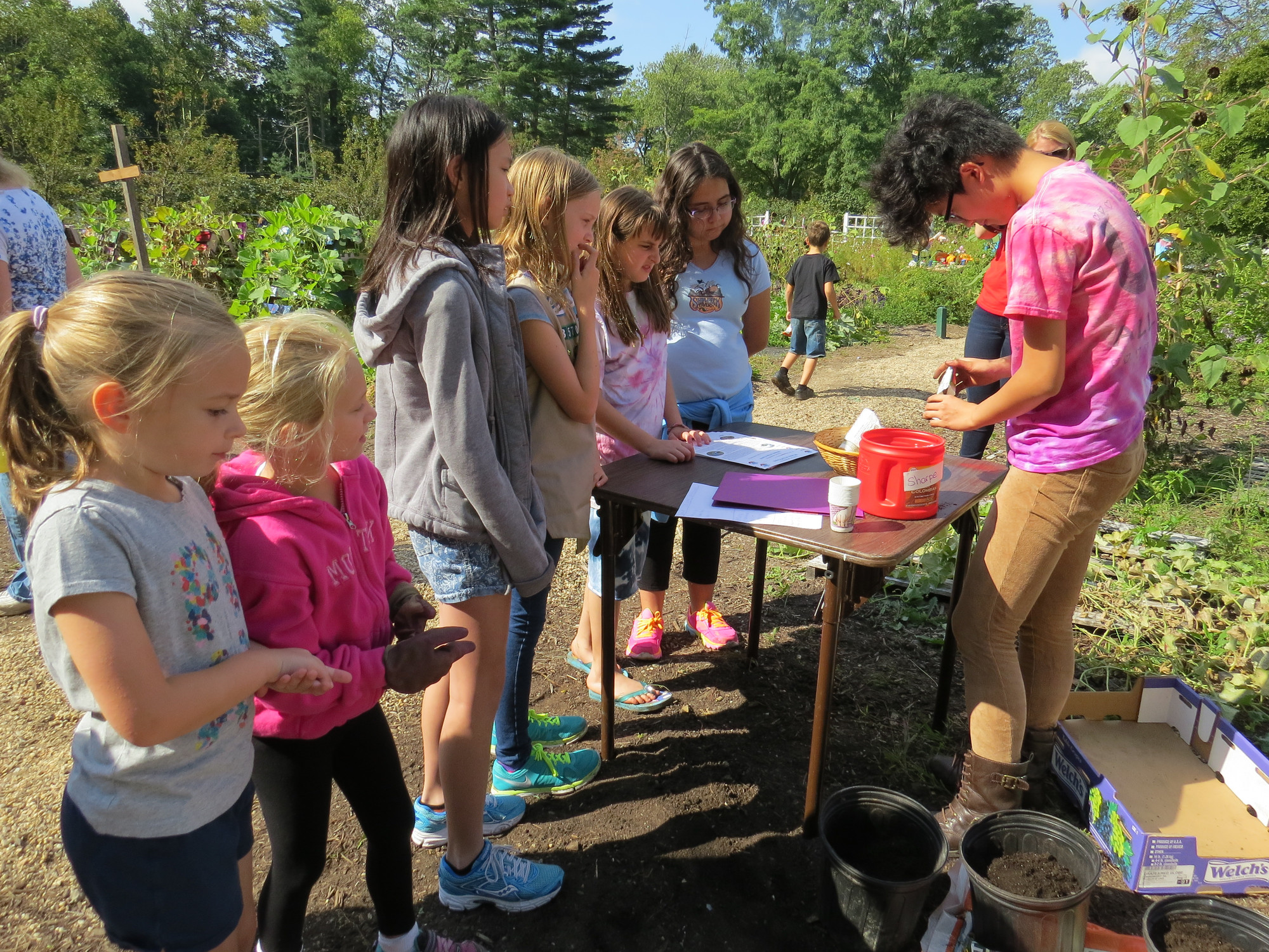 Girl scouts came together to give Allyce Yang a hand with planting vegetables for her cold frame greenhouse.