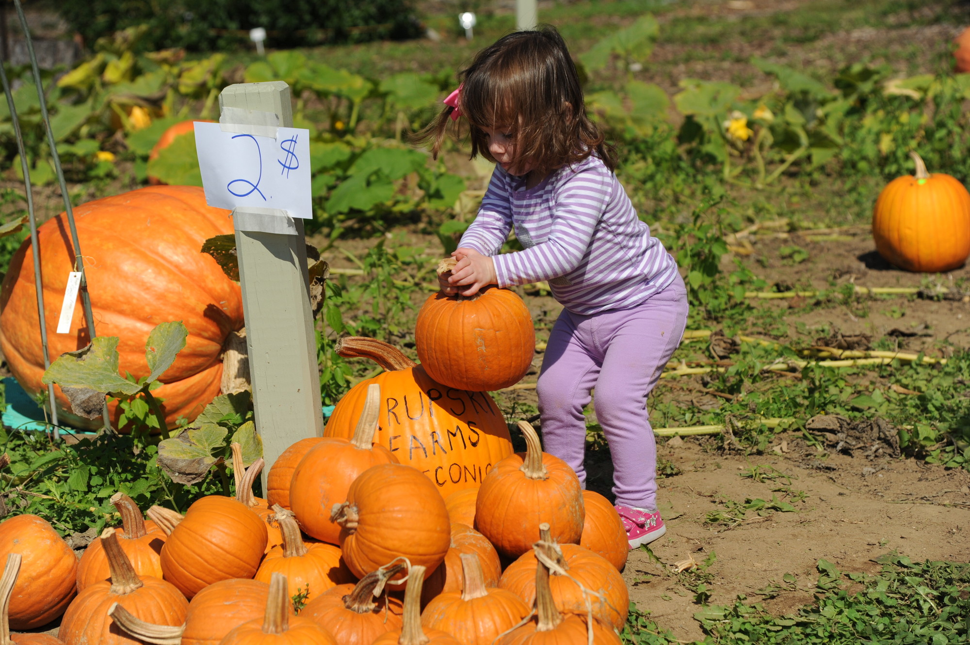 Kaitlyn Ditchik, 2, found a bargain at the Cornell Cooperative Extension of Nassau County’s third annual fall festival at the East Meadow farm on Merrick Avenue last Saturday.