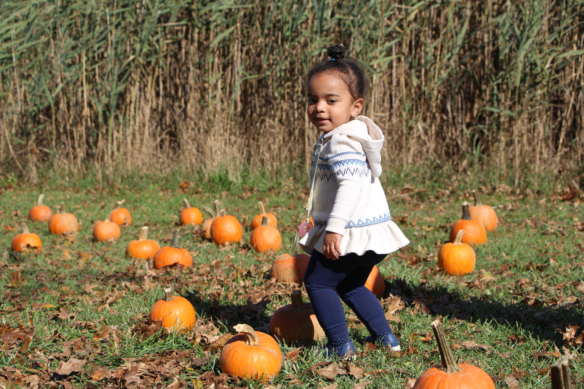 Madison Nunez, 20 months old, scouted the pumpkin patch for the perfect pumpkin.