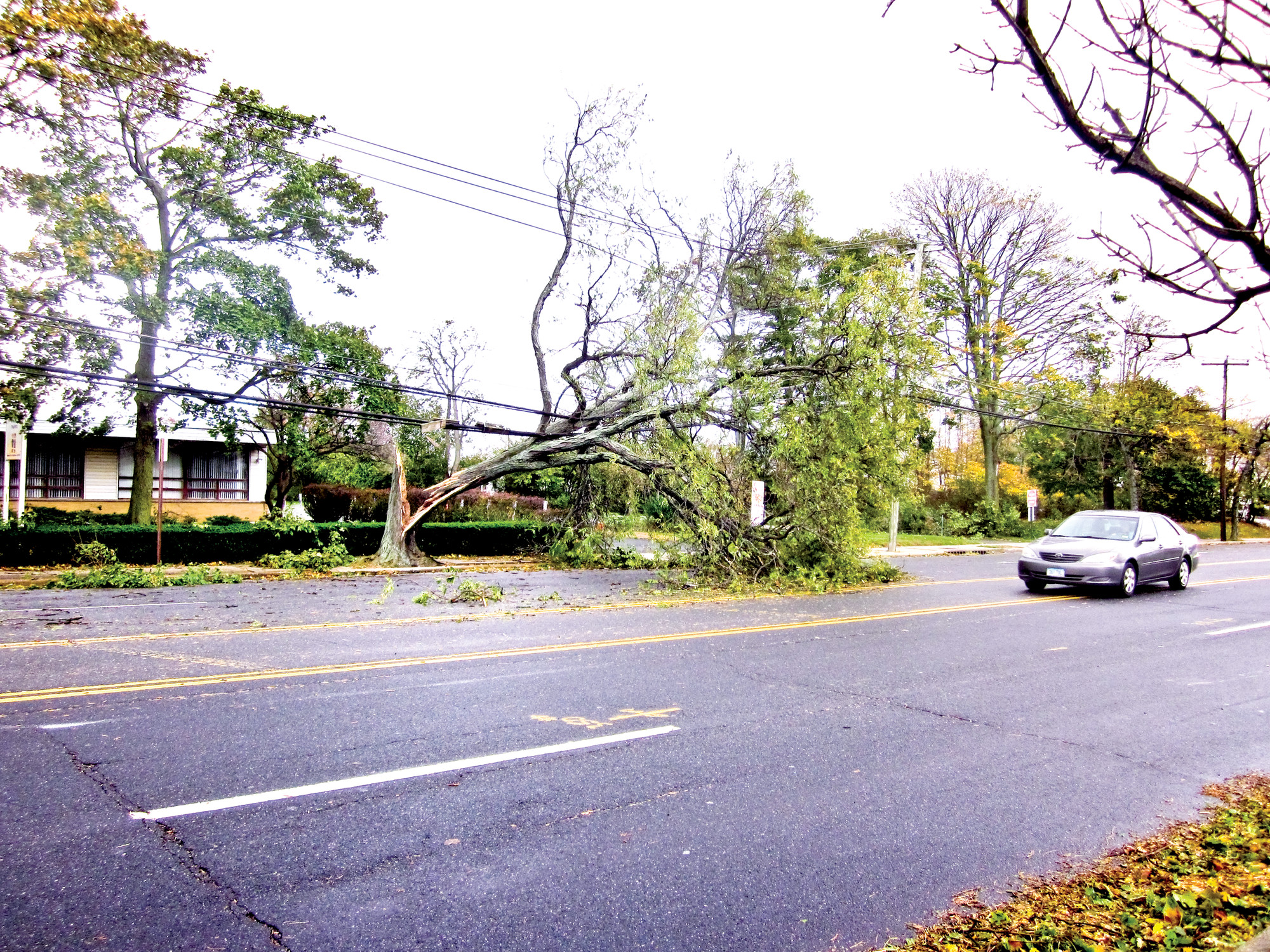 Cars had to swerve around this fallen tree on Merrick Avenue a day after the storm, outside Temple Emanu-El.