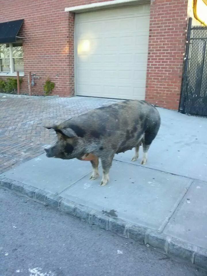 A 350-pound pig was seen on Royal Avenue in Oceanside on Dec. 15.