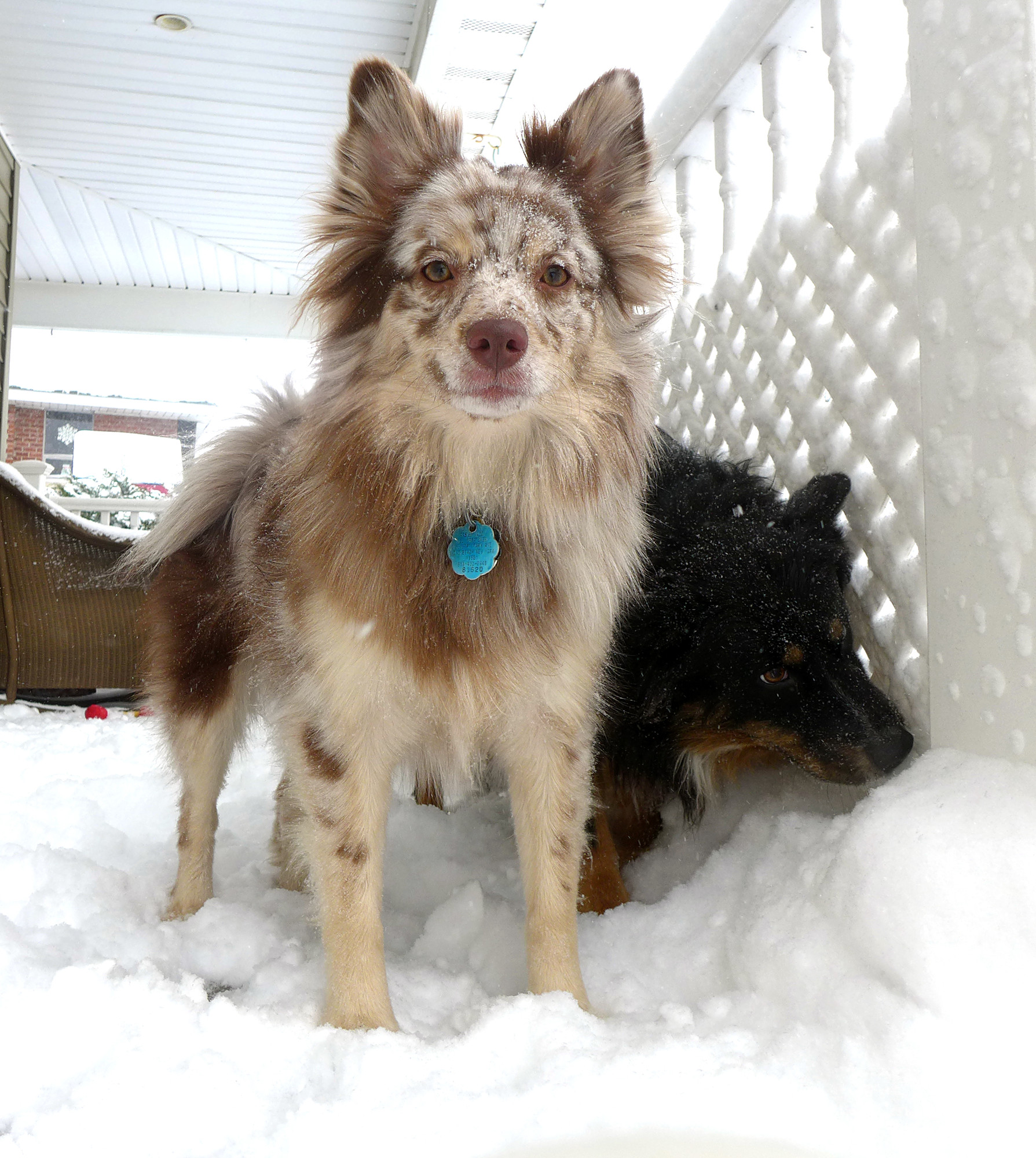 Shea and Huckle romp in the snow in a backyard in East Rockaway last year.