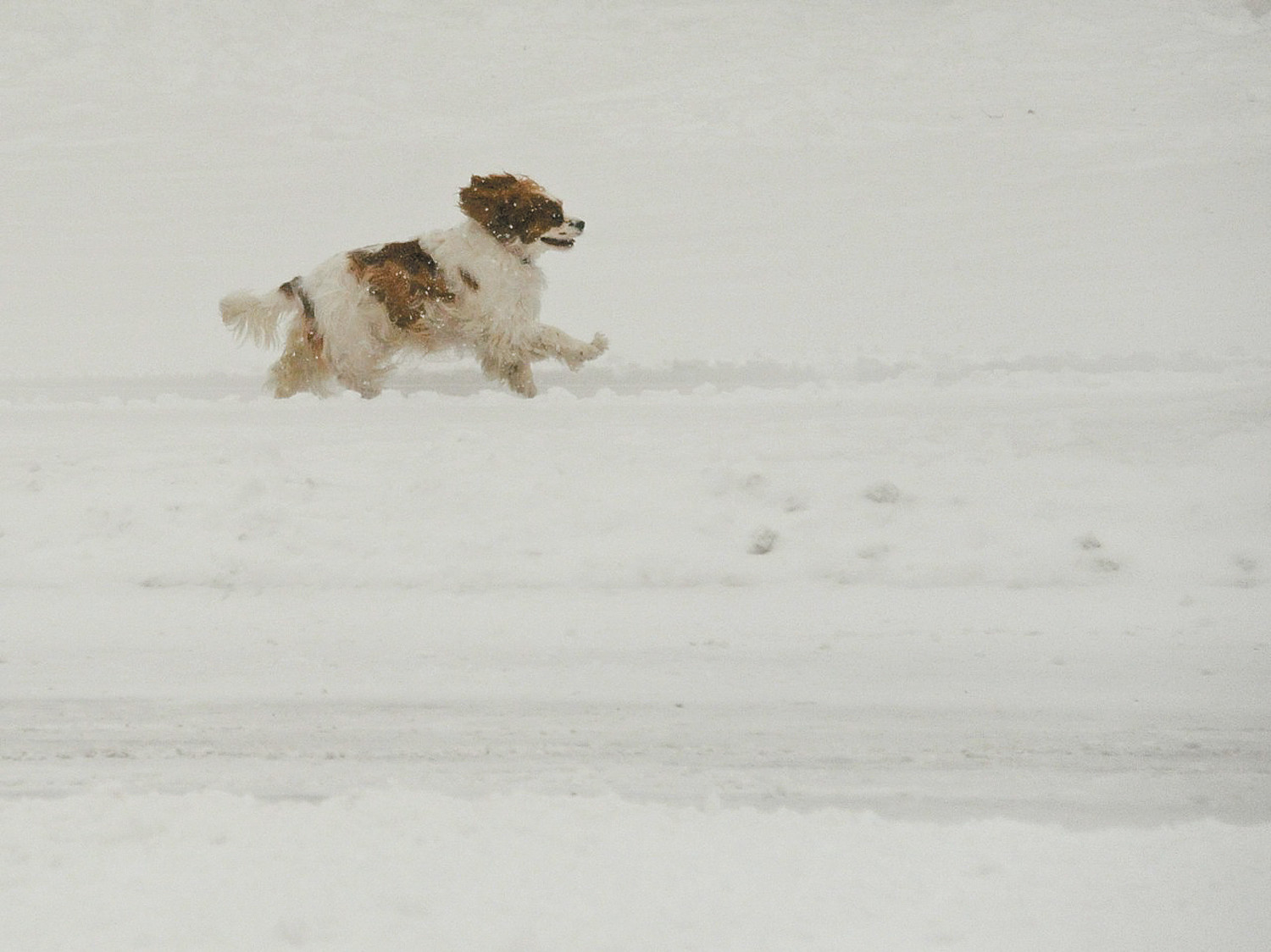 Dog frolics on Lindbergh Street in Oceanside on Tuesday.