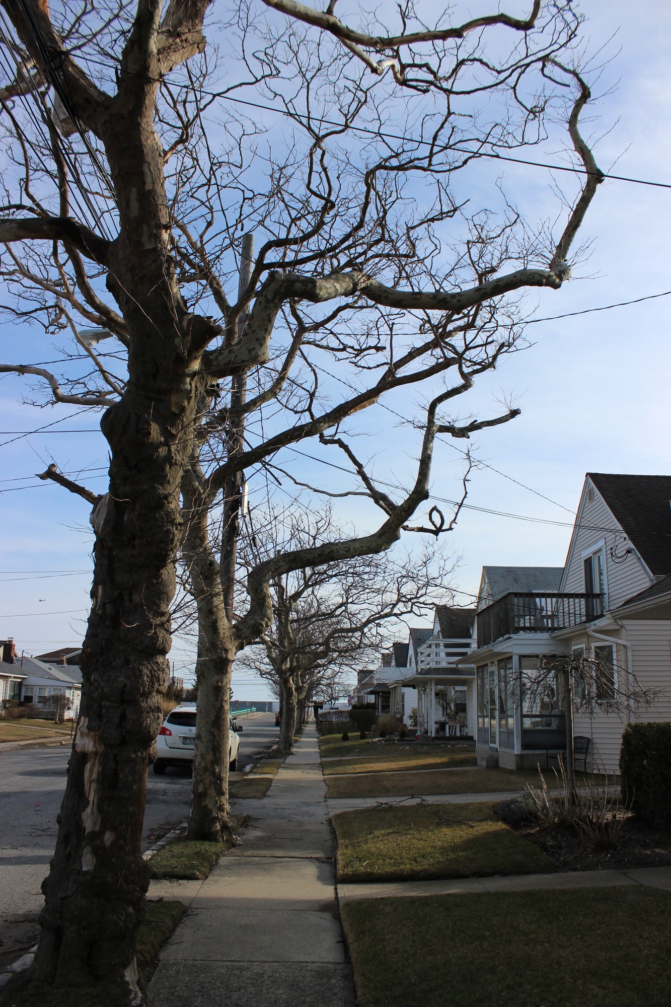 The Village of Atlantic Beach is beginning a tree removal program within the next two weeks. Along Bermuda Street, several trees are due to be cut down.