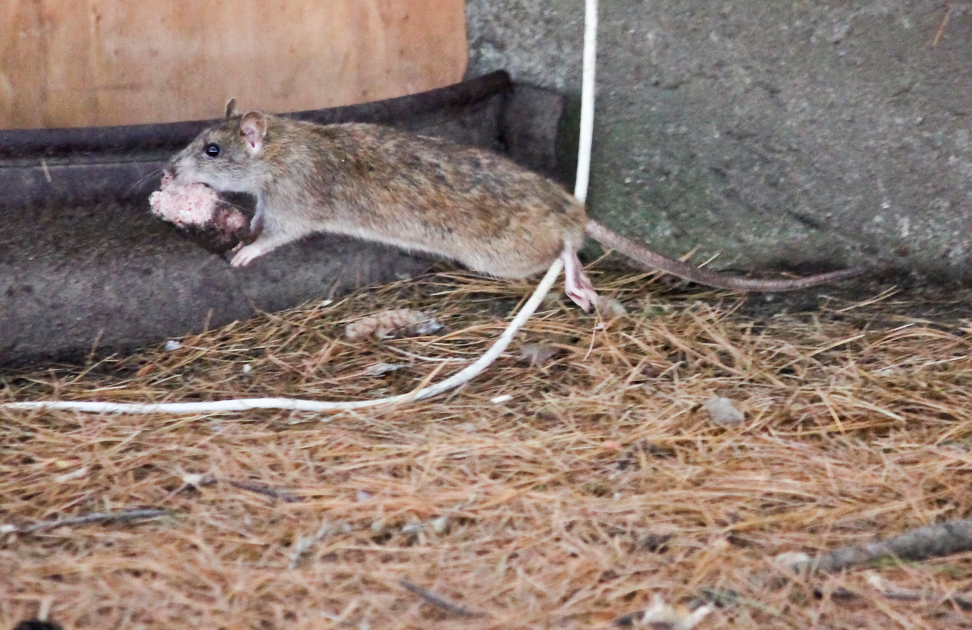 Rats were a common sight on the property, before an exterminator visited the site in late March.