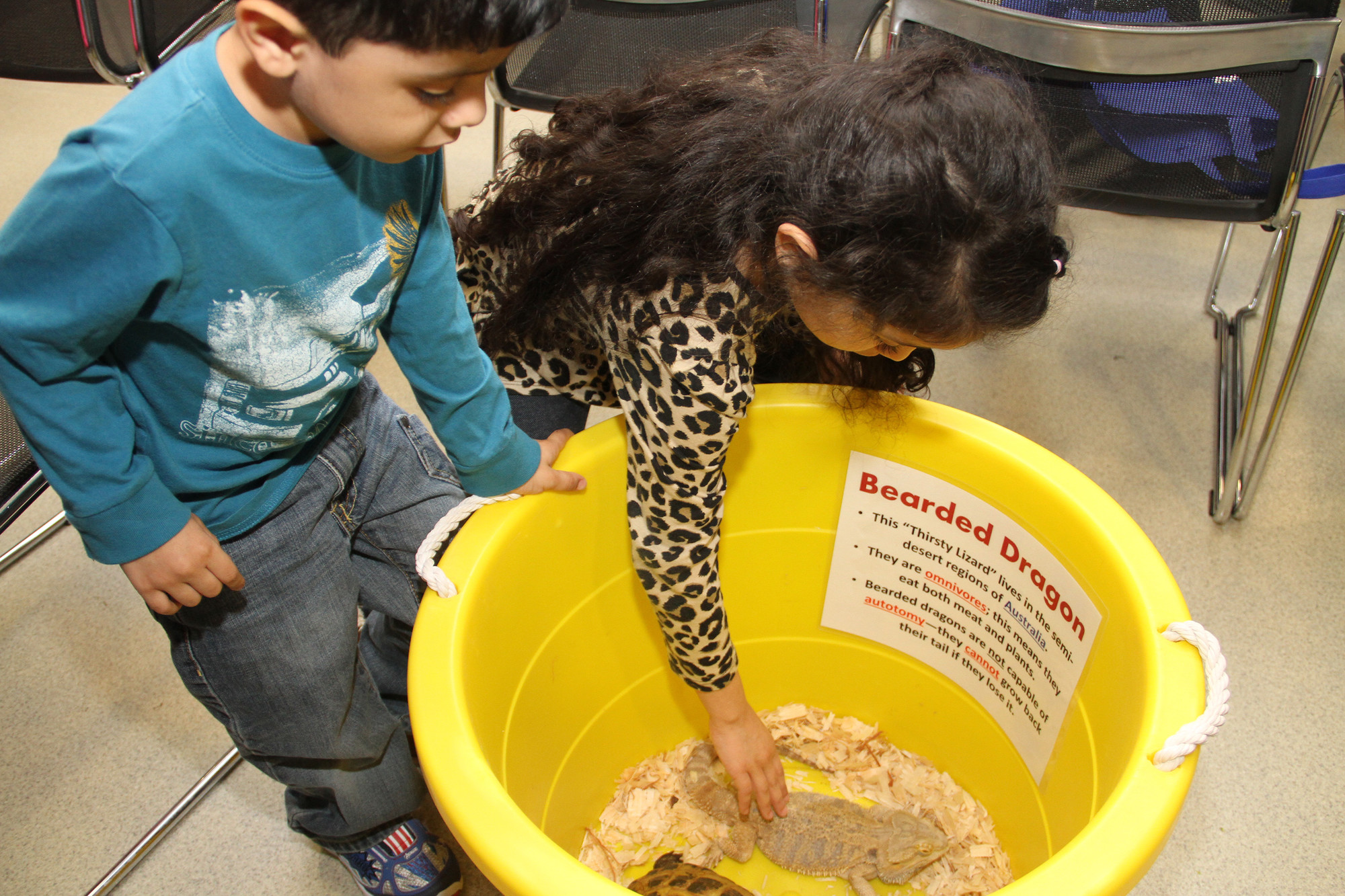 Amelia Reyes bravely reached in to pet a bearded dragon, while her brother Joseph watched.