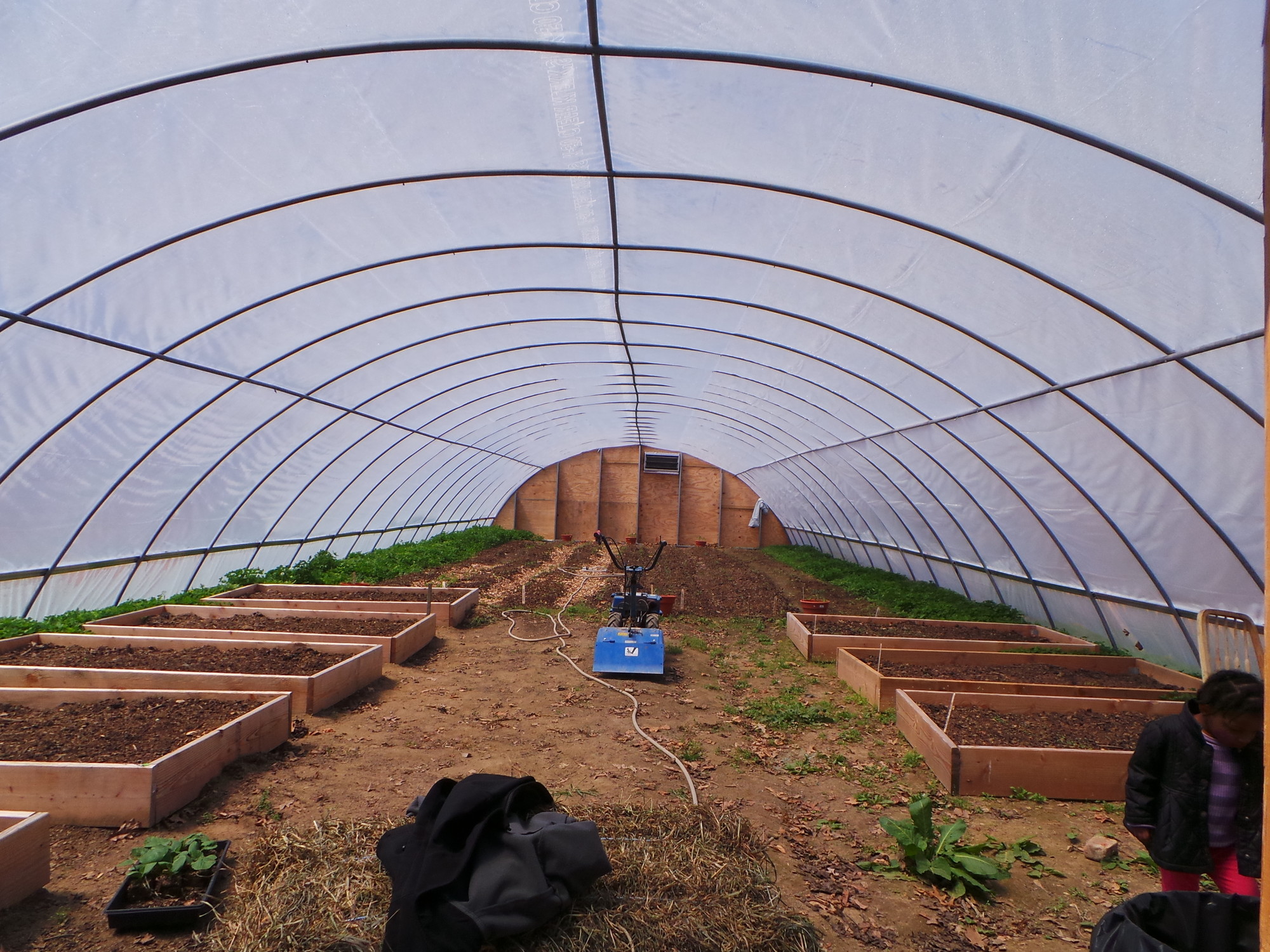 The farm’s hoop house contains 400 tomato plants and raised beds of micro greens.