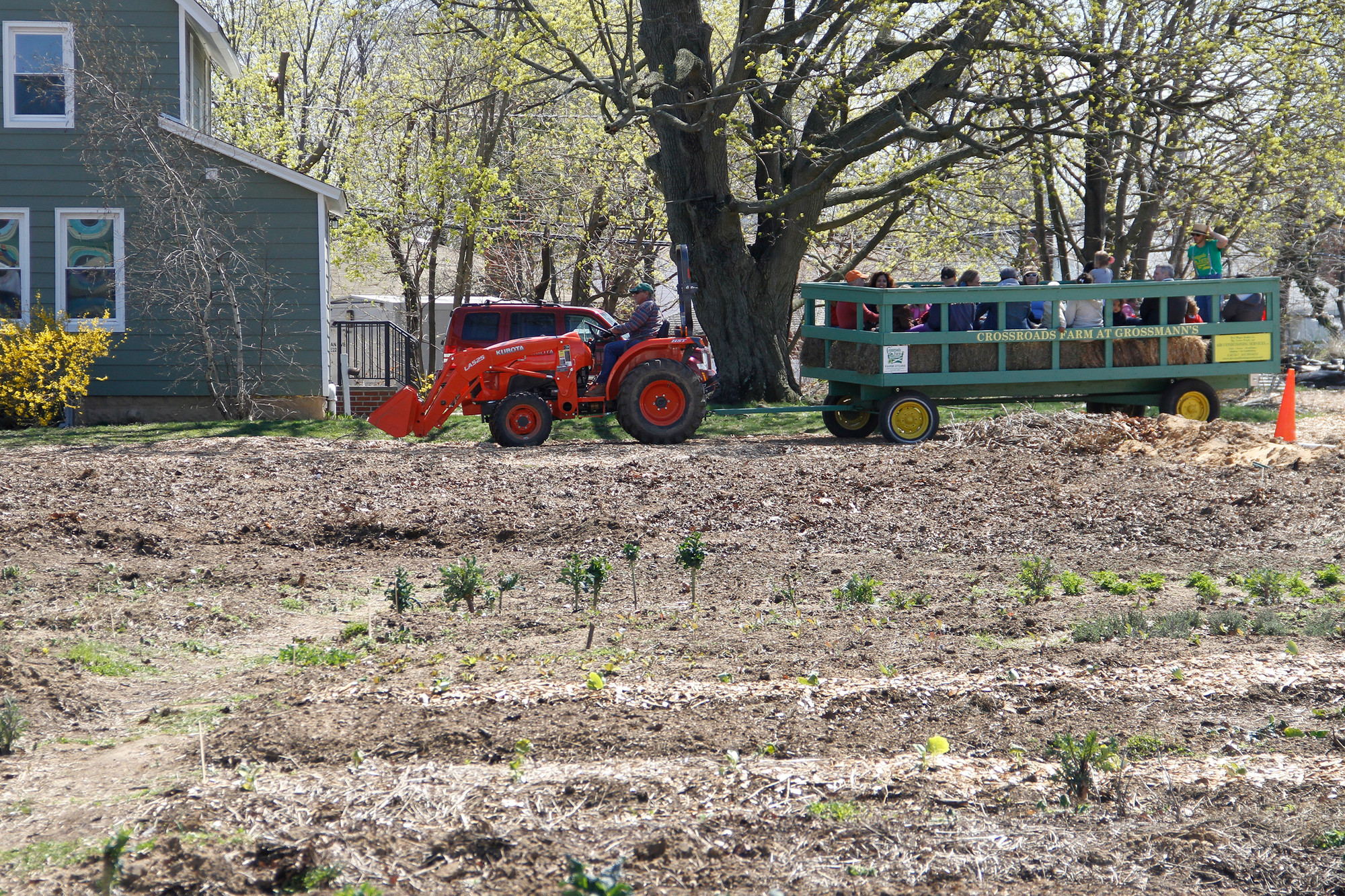 A tractor gives hayrides near the farm’s many kale plants.