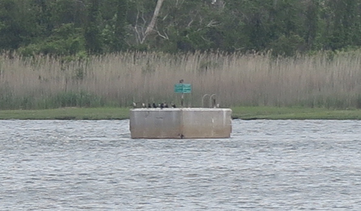 The proposed outfall pipe would release the plant’s effluent into the Atlantic Ocean instead of Reynolds Channel, the site of the existing pipe, pictured above, pumps nitrogen into the water.