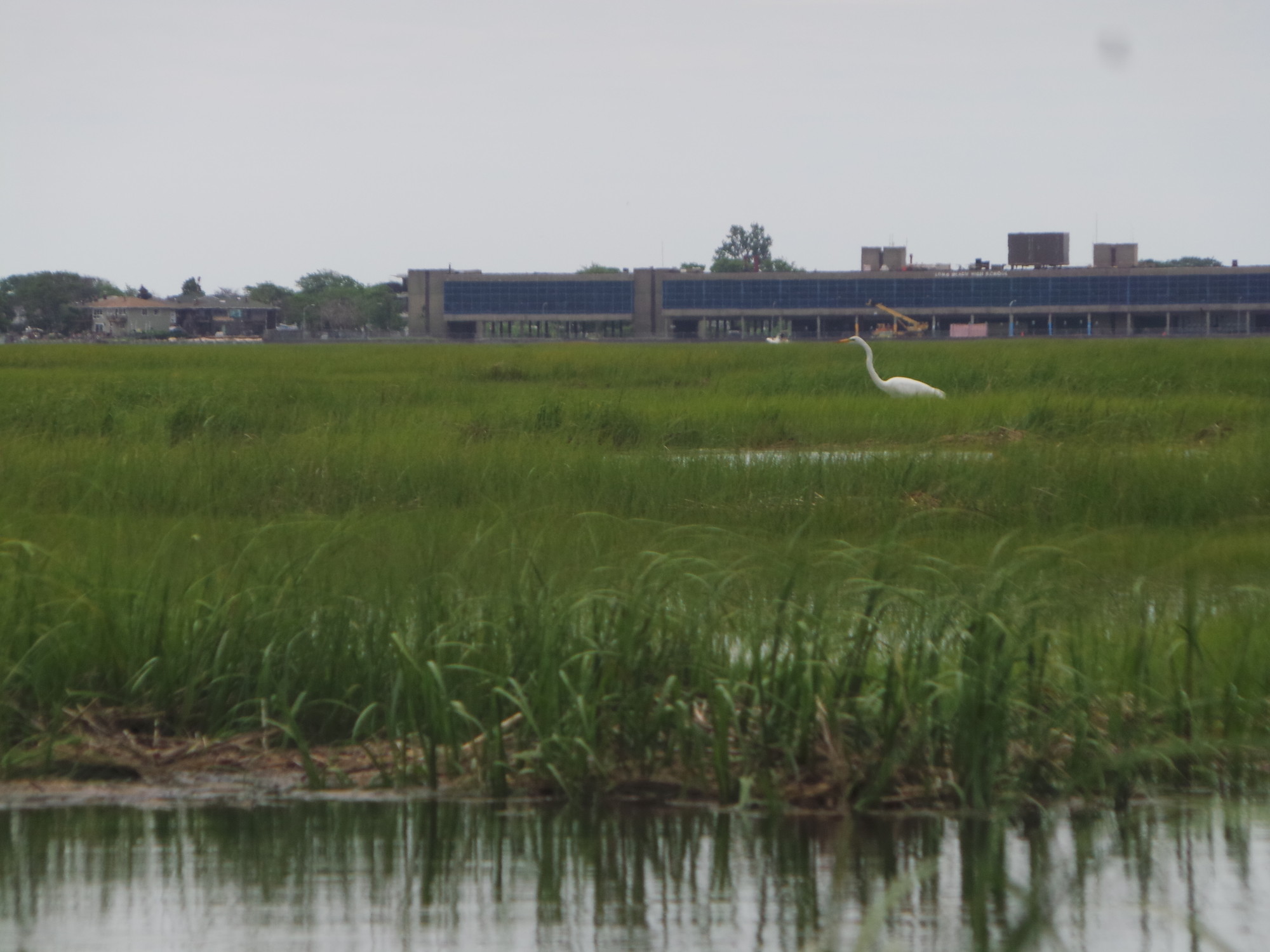 A great egret roams the Garrett Marsh, safely distanced from kayaking gawkers.