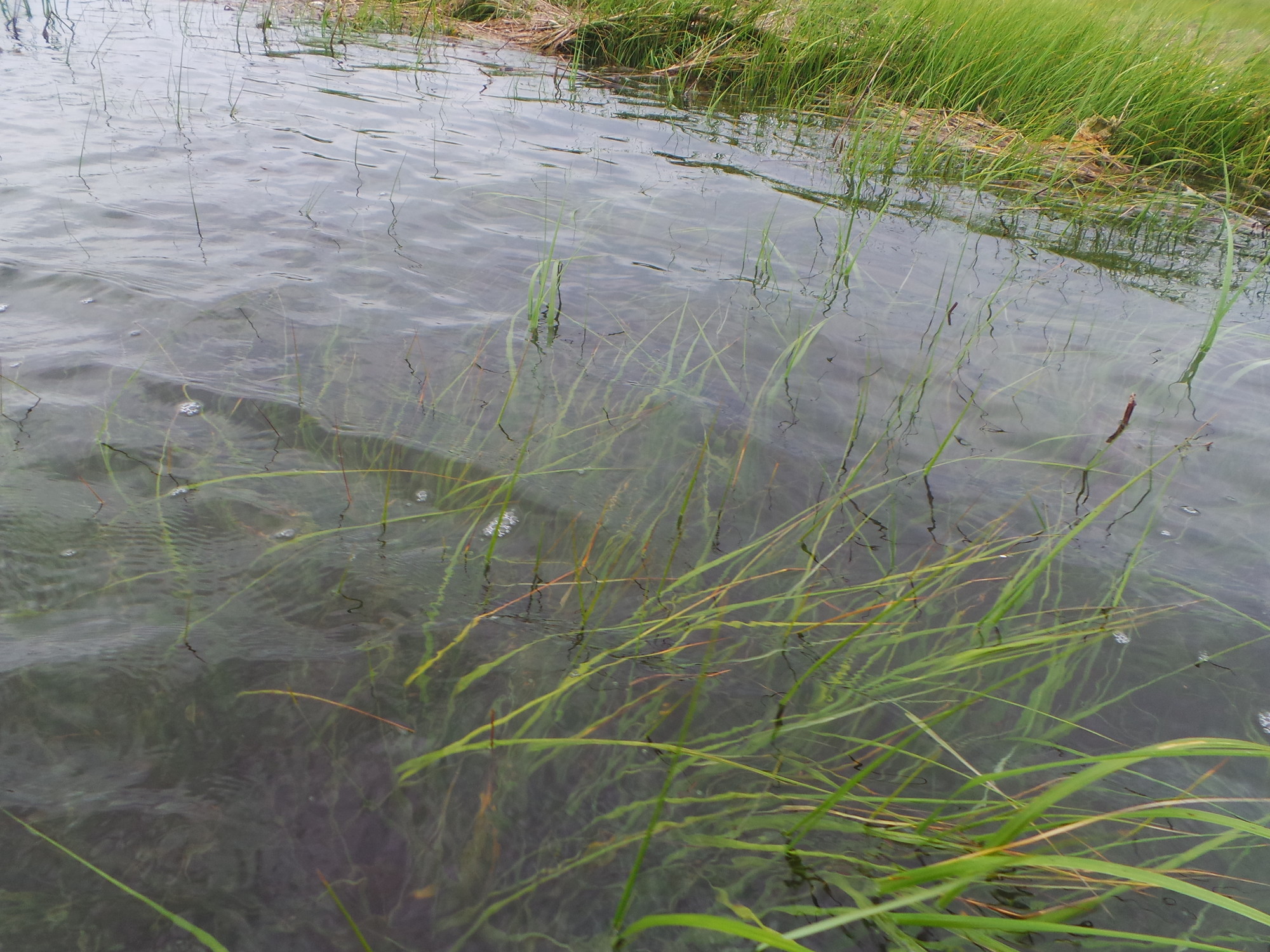 Cord grasses are submerged, and thriving in the Garrett Marsh.