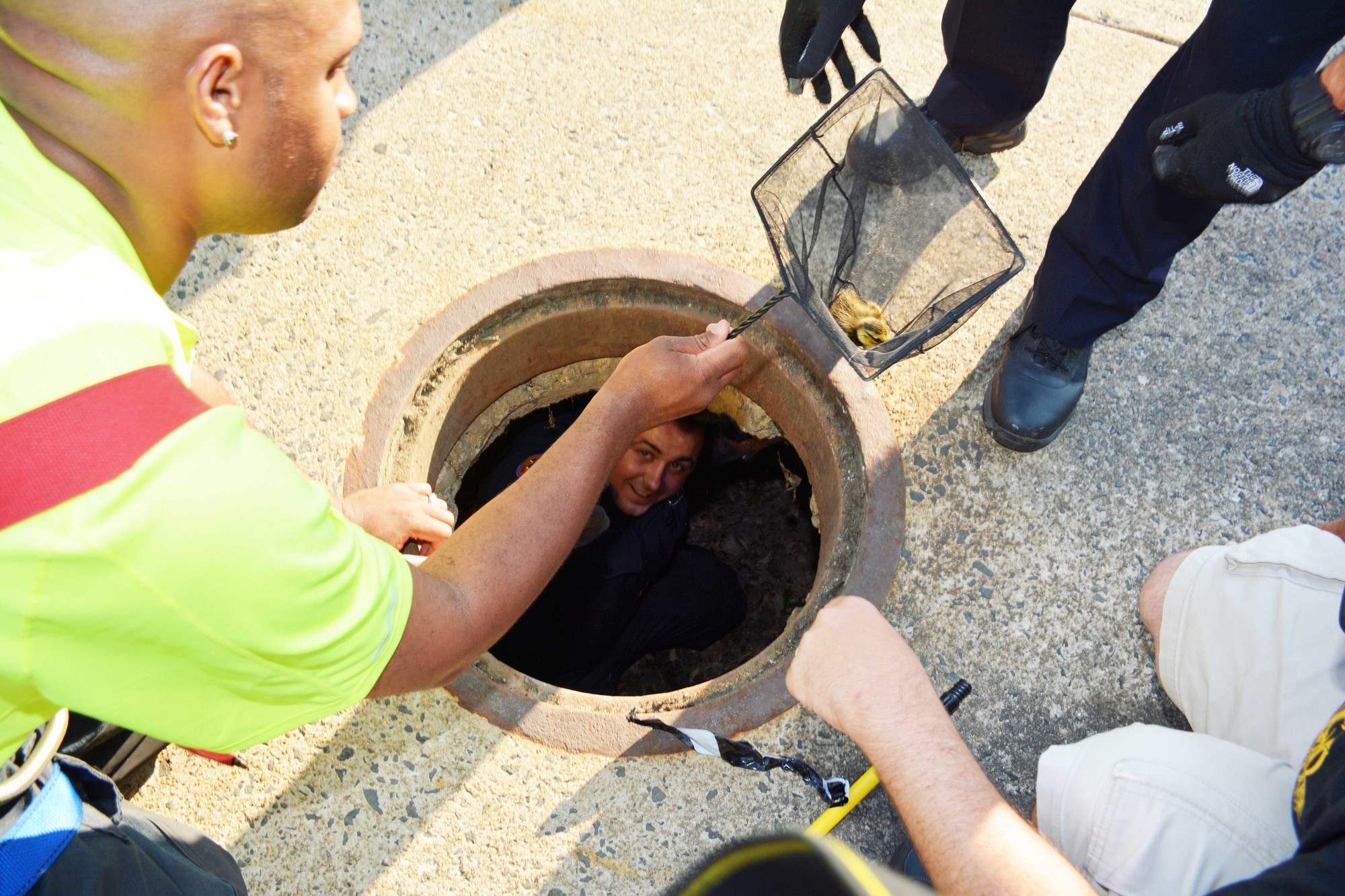 Members of the Nassau County Police Department and Baldwin Fire Department rescued seven baby ducks that were stuck down a sewer drain on the corner of Bedell Street and Loft Avenue on July 10. 