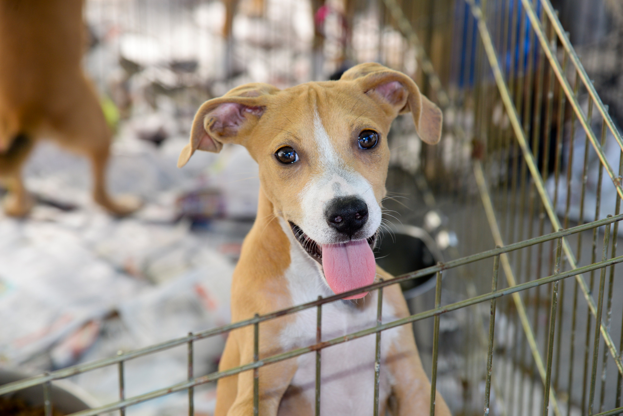 This cute pup was up for adoption at the Ruff House Rescue tent.(Penny Frondelli/Herald)