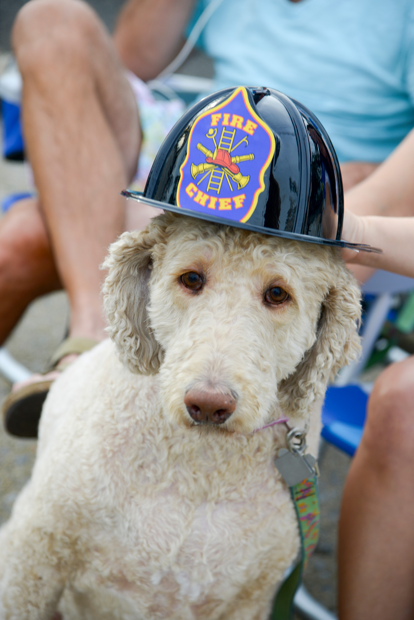 Sadie the dog wore a firefighter’s helmet.