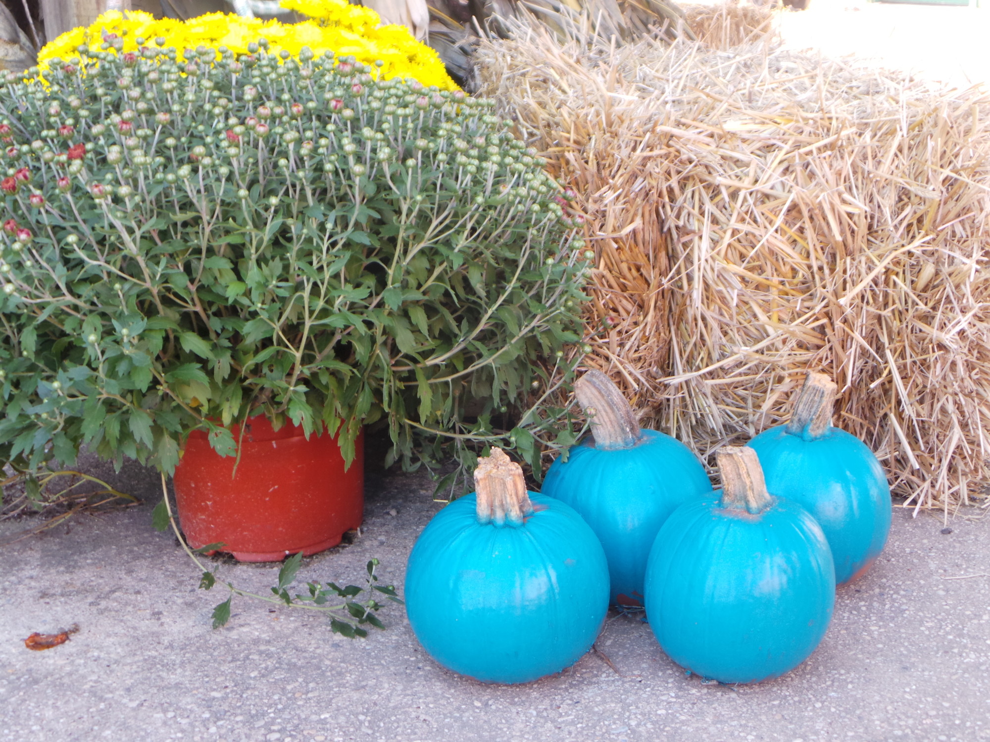 Pumpkins have been sprayed painted teal and are available locally at Crossroads Farms for $2.99.
