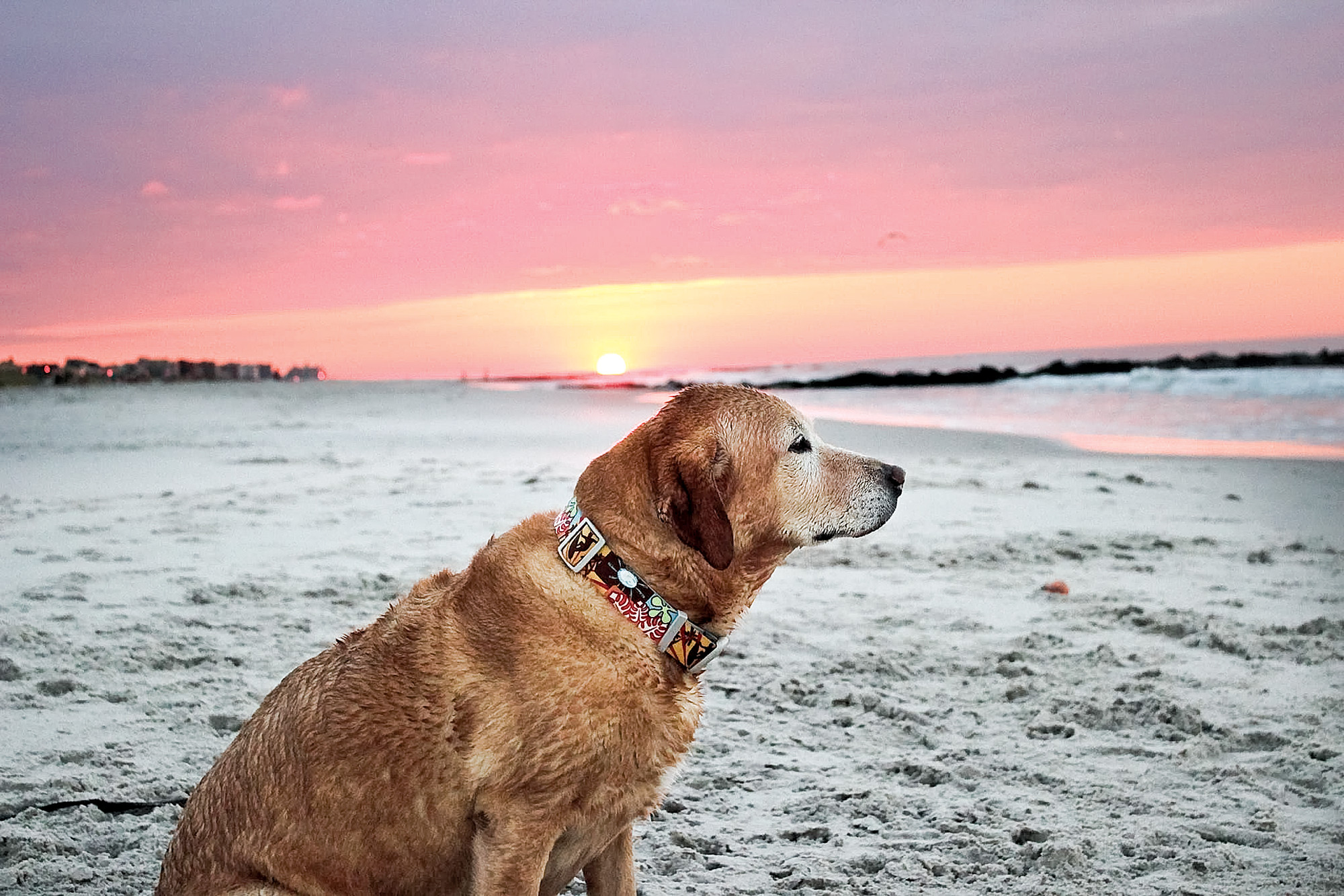 Courtesy Dogs of Long Beach/FacebookThe City Council is considering designating the beach at Long Beach Boulevard a dog park during the offseason.