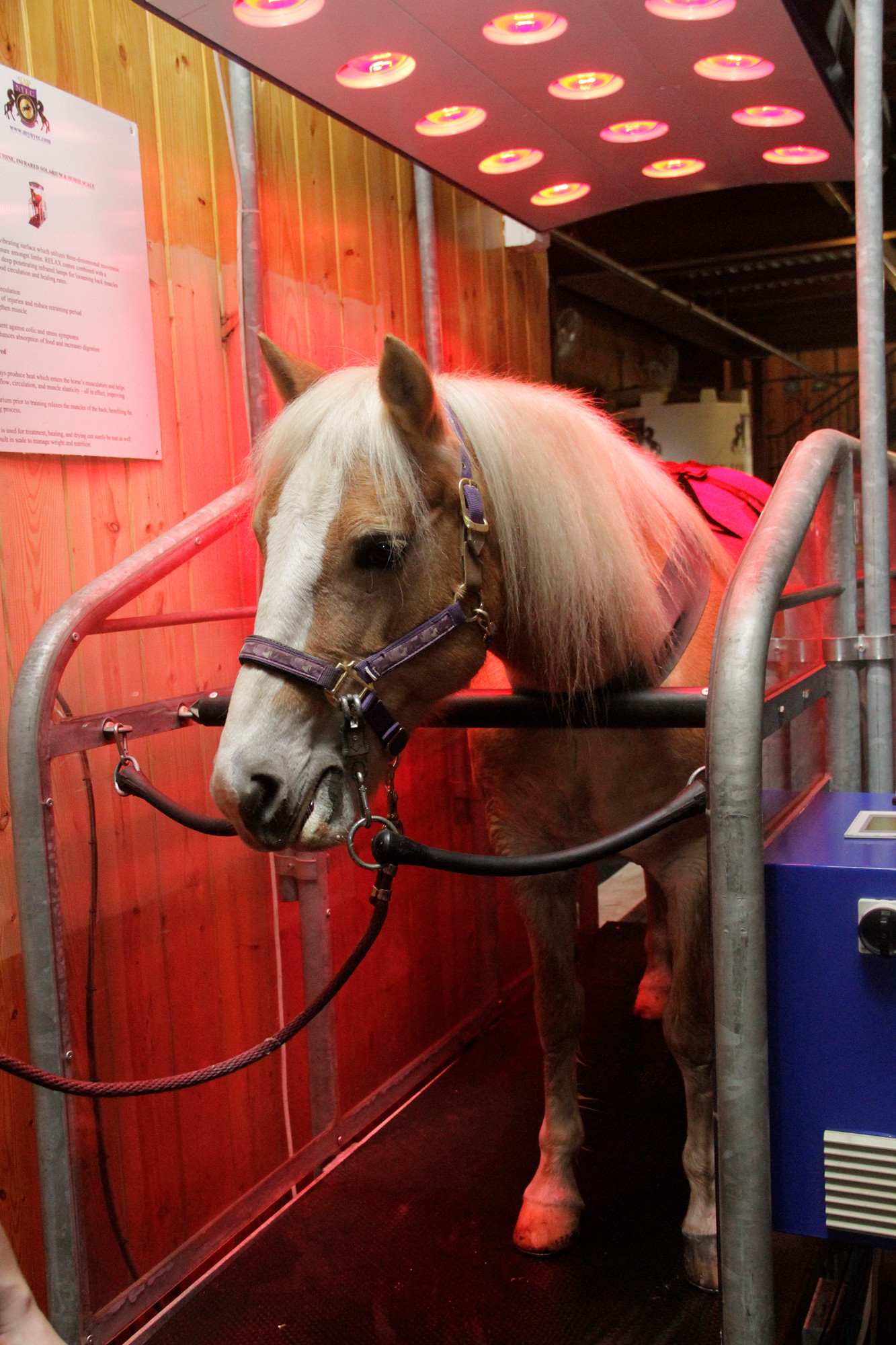 Lola, a resident of the New York Equestrian Center, was treated to a spa therapy session at the newly opened Horse Gym, Spa & Rehabilitation Center in West Hempstead last week.