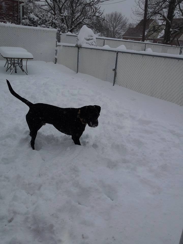 Valley Stream North High School alum Danielle Scala let her dog out to play in the snow.