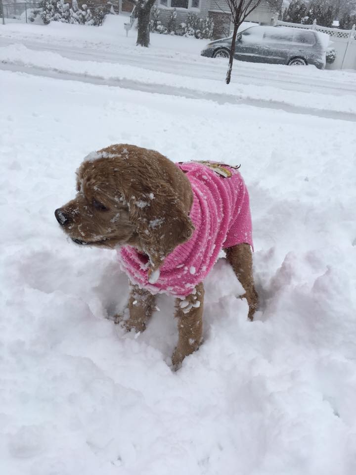 Franklin Square resident Yuli Mera attempted to keep her dog warm during the storm.