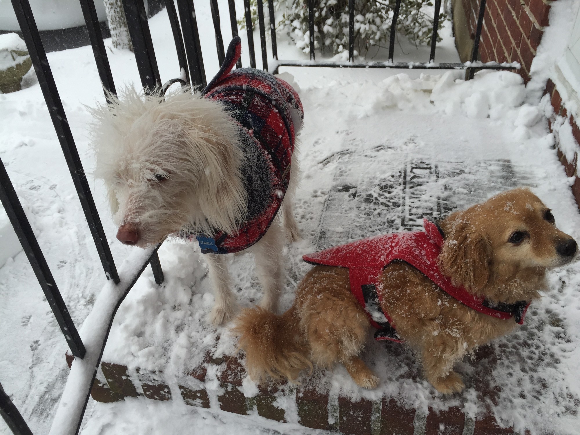 Seamus and Chloe were dressed for the blizzard outside their home on Merton Avenue in Lynbrook.
