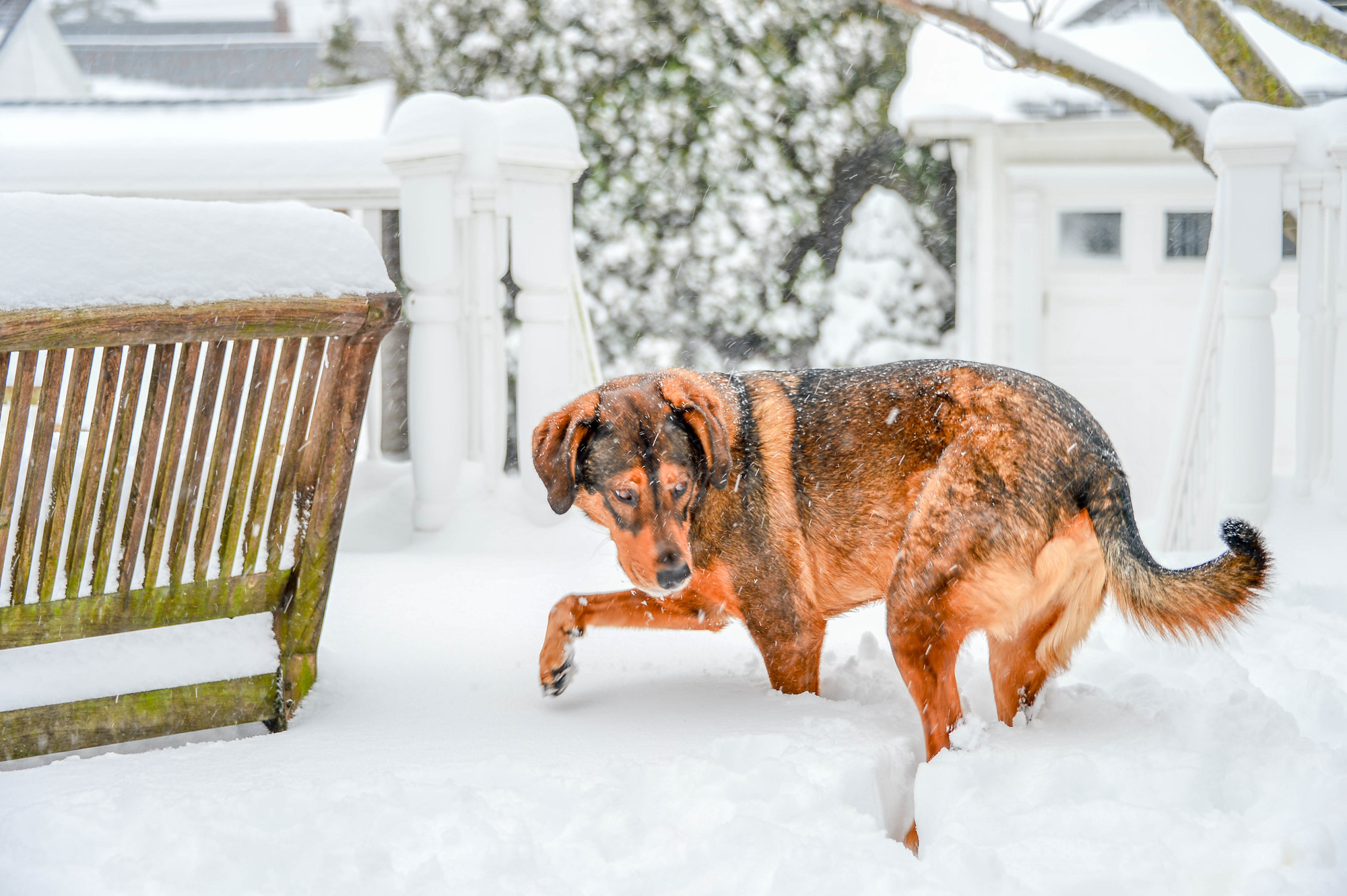 Brody took some tentative steps in the snow last Saturday in Lynbrook.